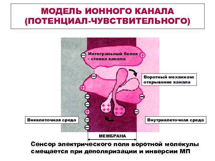   МОДЕЛЬ ИОННОГО КАНАЛА (ПОТЕНЦИАЛ-ЧУВСТВИТЕЛЬНОГО)    Интегральный белок -  