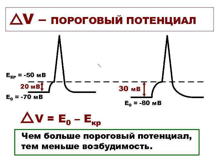 Схема потенциала действия физиология