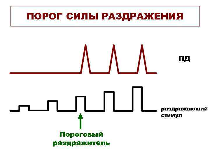 ПОРОГ СИЛЫ РАЗДРАЖЕНИЯ     ПД    раздражающий  