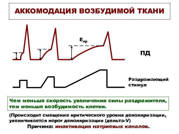  АККОМОДАЦИЯ ВОЗБУДИМОЙ ТКАНИ      Екр    ПД