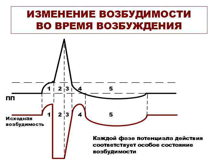  ИЗМЕНЕНИЕ ВОЗБУДИМОСТИ  ВО ВРЕМЯ ВОЗБУЖДЕНИЯ    1  2 3