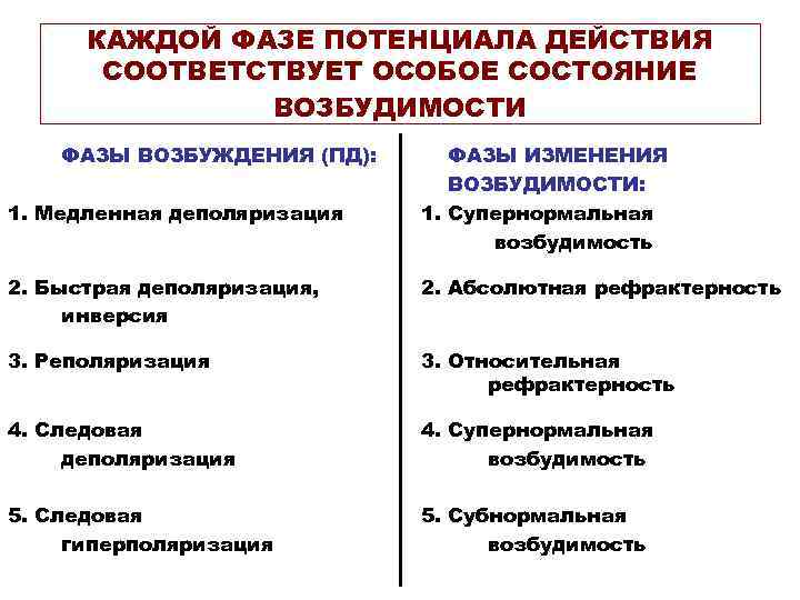  КАЖДОЙ ФАЗЕ ПОТЕНЦИАЛА ДЕЙСТВИЯ  СООТВЕТСТВУЕТ ОСОБОЕ СОСТОЯНИЕ    ВОЗБУДИМОСТИ ФАЗЫ