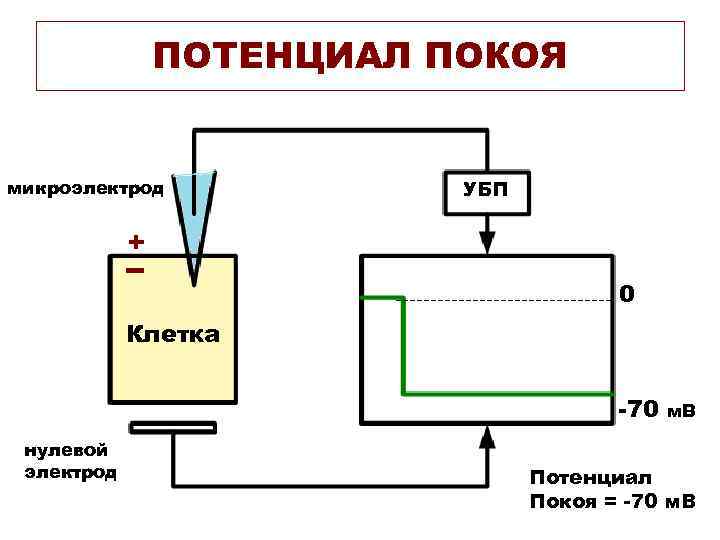     ПОТЕНЦИАЛ ПОКОЯ  микроэлектрод   УБП   +