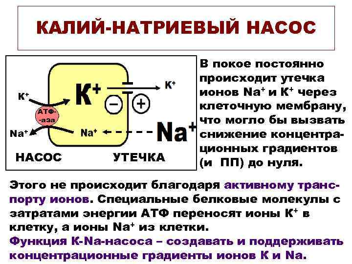  КАЛИЙ-НАТРИЕВЫЙ НАСОС      В покое постоянно   