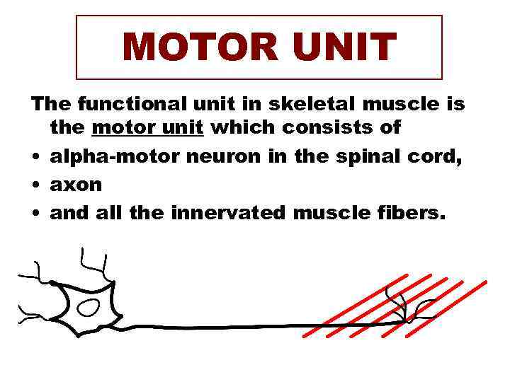   MOTOR UNIT The functional unit in skeletal muscle is  the motor