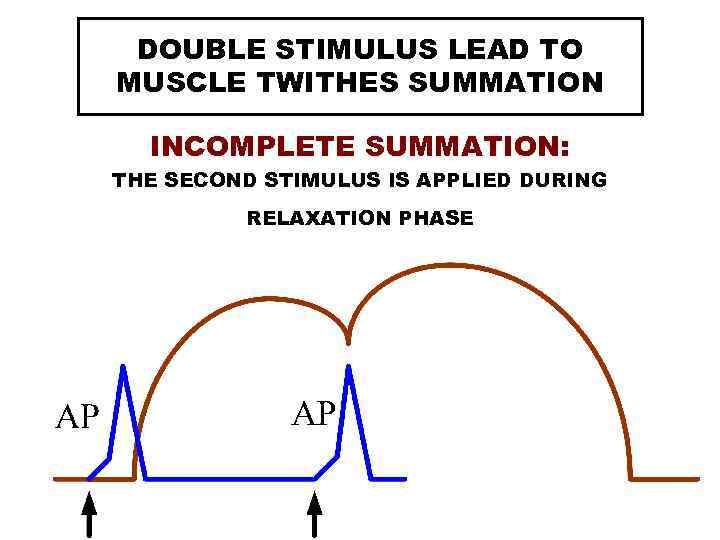  DOUBLE STIMULUS LEAD TO MUSCLE TWITHES SUMMATION  INCOMPLETE SUMMATION: THE SECOND STIMULUS