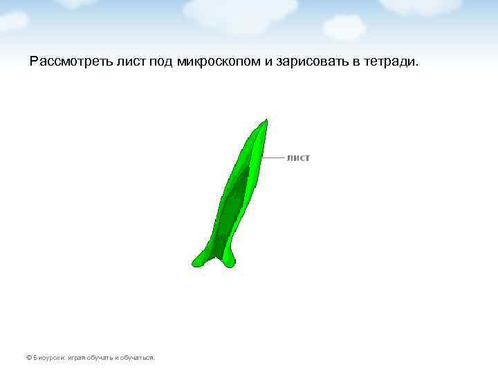 Рассмотреть лист под микроскопом и зарисовать в тетради. © Биоуроки: играя обучать и обучаться.