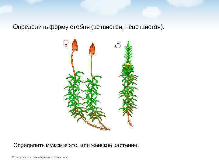 Определить форму стебля (ветвистая, неветвистая).  Определить мужское это, или женское растение.  ©