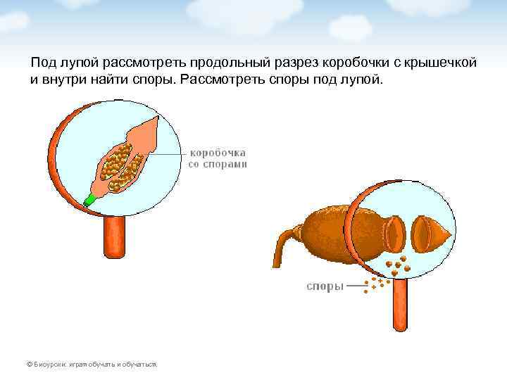 Под лупой рассмотреть продольный разрез коробочки с крышечкой и внутри найти споры. Рассмотреть споры