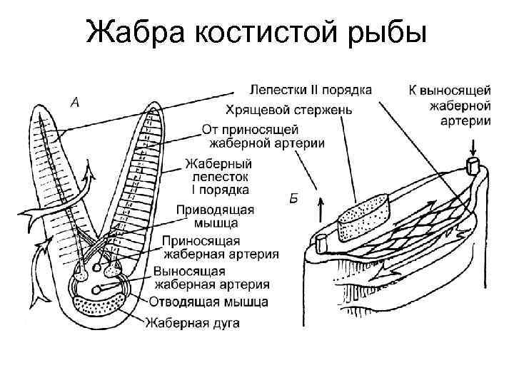 Хрящевые рыбы жабры открываются наружу жаберными щелями