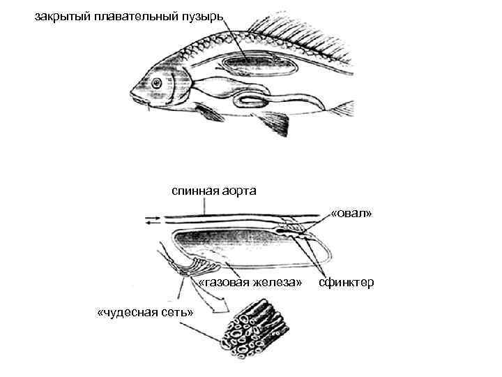 Плавательный пузырь какой орган