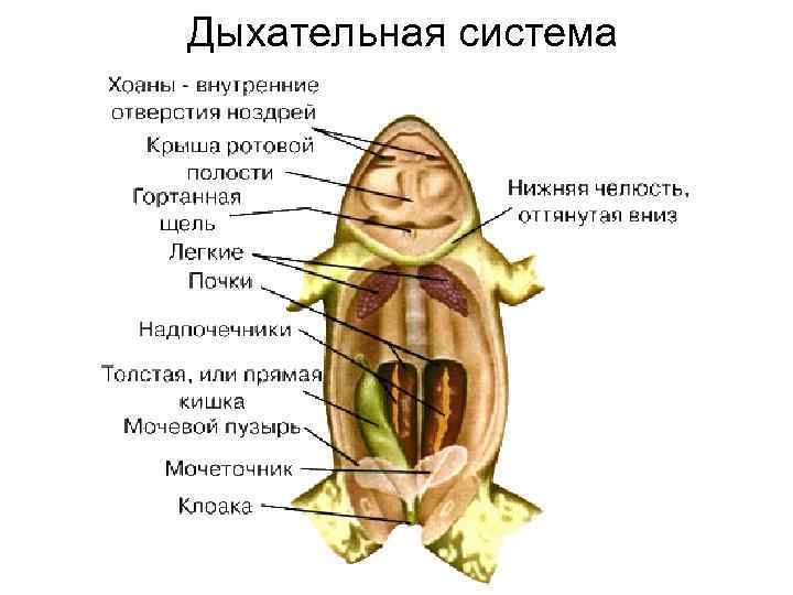 Дыхательная система млекопитающих схема