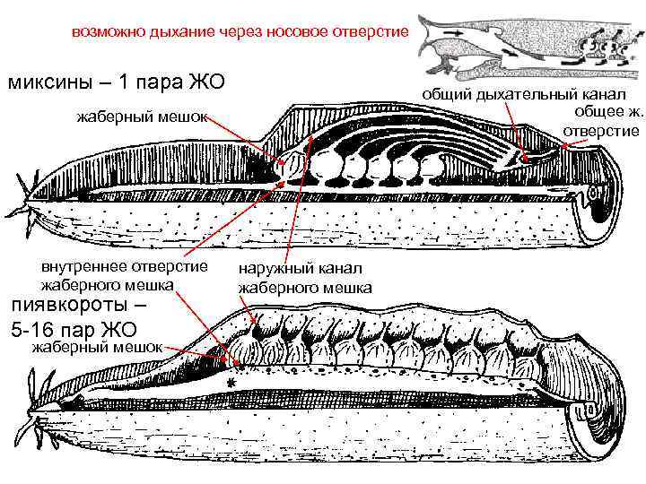 Схема кровеносной системы миноги в цвете