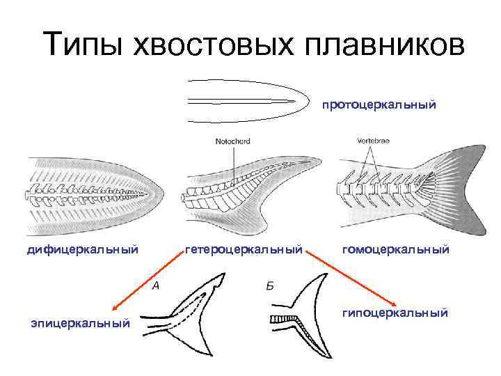 Хвостовые рыбы. Строение плавников костных рыб. Типы хвостовых плавников у костных рыб. Неравнолопастной хвостовой плавник у хрящевых рыб. Строение хвостового плавника.