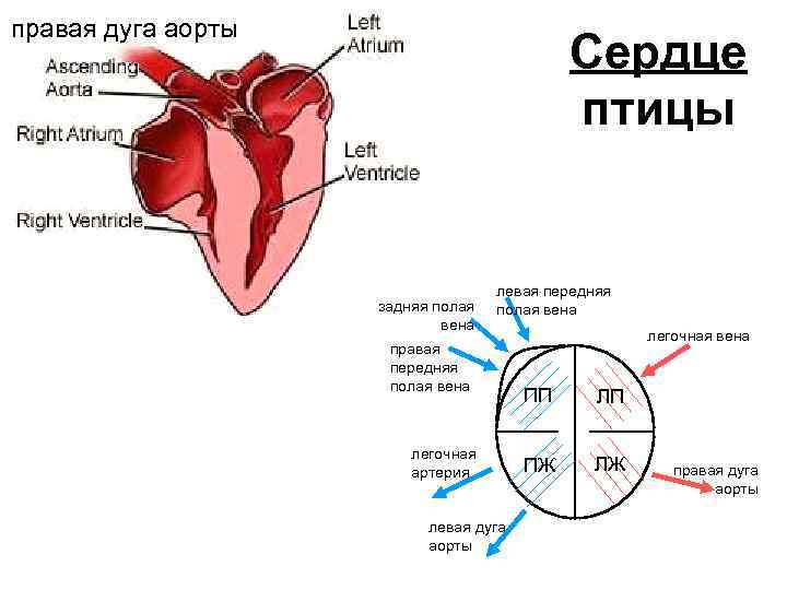 правая дуга аорты     Сердце     птицы 