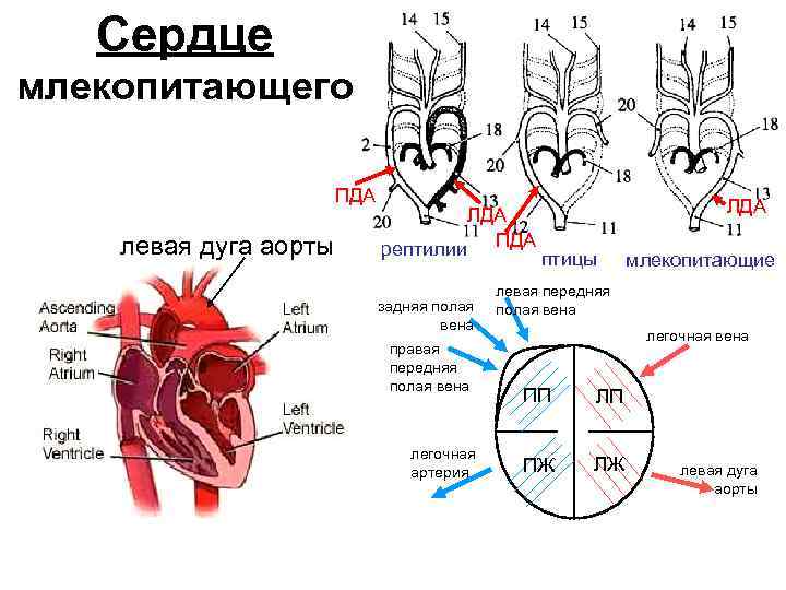 Какая дуга аорты характерна для млекопитающих