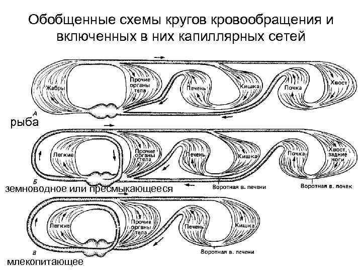   Обобщенные схемы кругов кровообращения и  включенных в них капиллярных сетей рыба