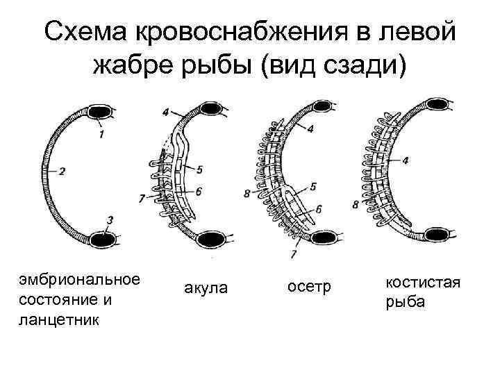  Схема кровоснабжения в левой жабре рыбы (вид сзади) эмбриональное  акула  осетр