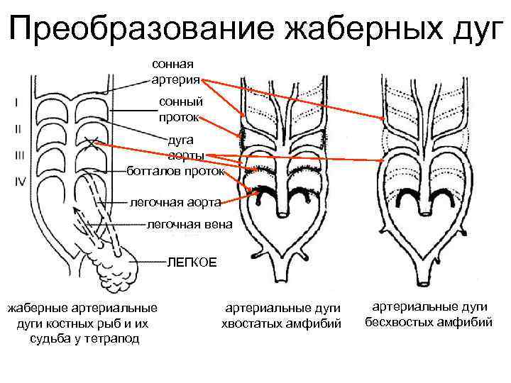 Преобразование жаберных дуг     сонная     артерия 