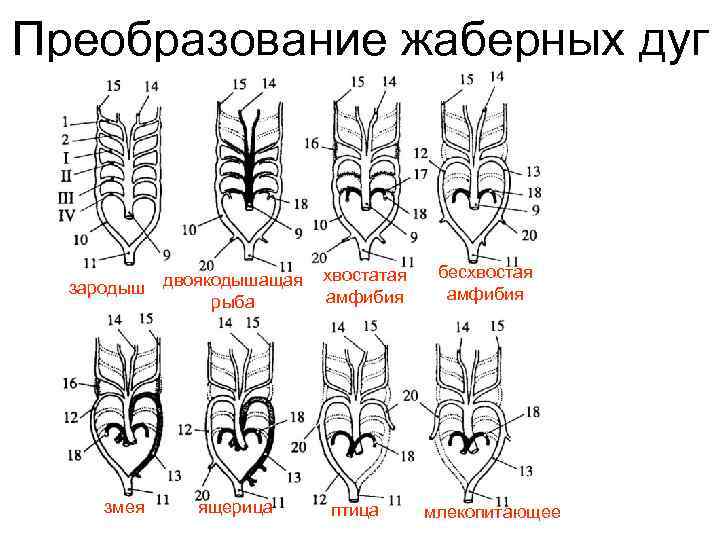 Преобразование жаберных дуг     хвостатая  бесхвостая  зародыш двоякодышащая 
