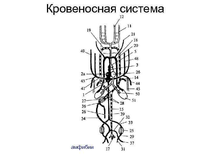 Кровеносная система земноводных состоит из