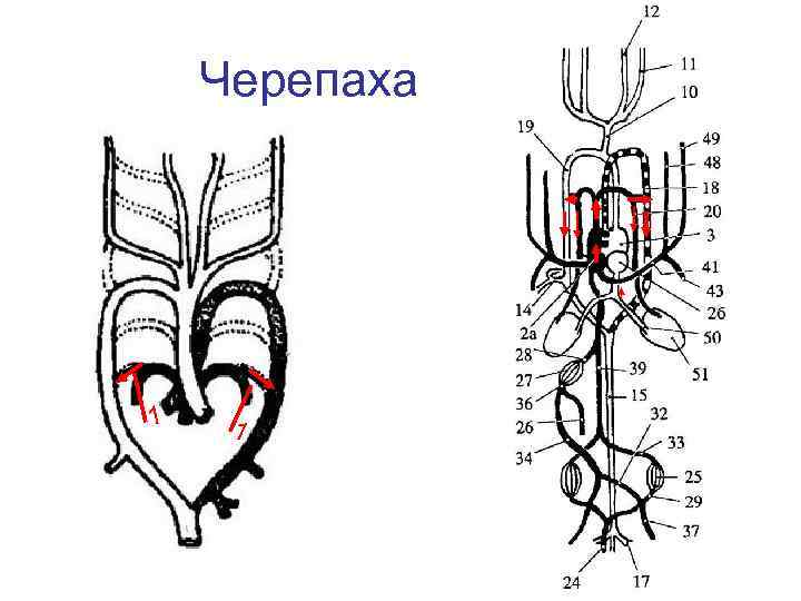   Черепаха 1  1 