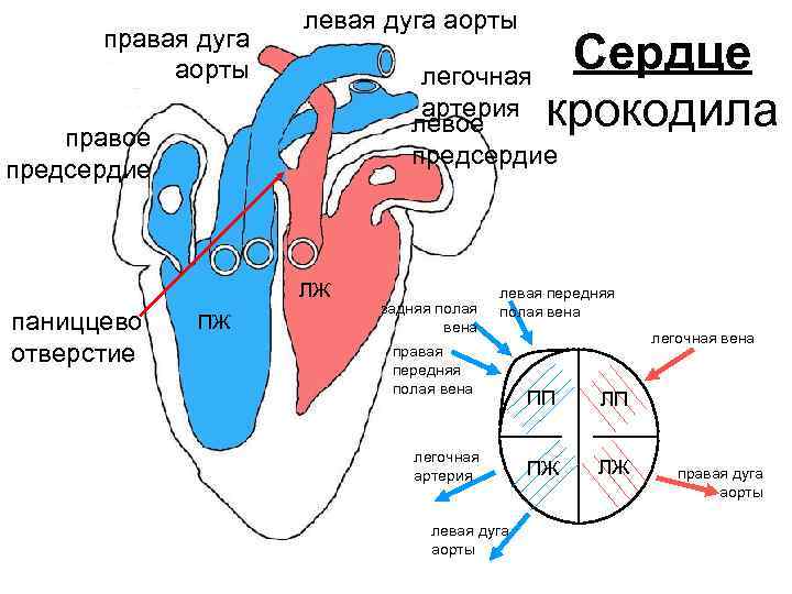     левая дуга аорты  правая дуга  аорты  