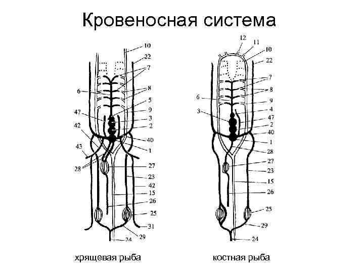 Схема кровеносной системы костистой рыбы