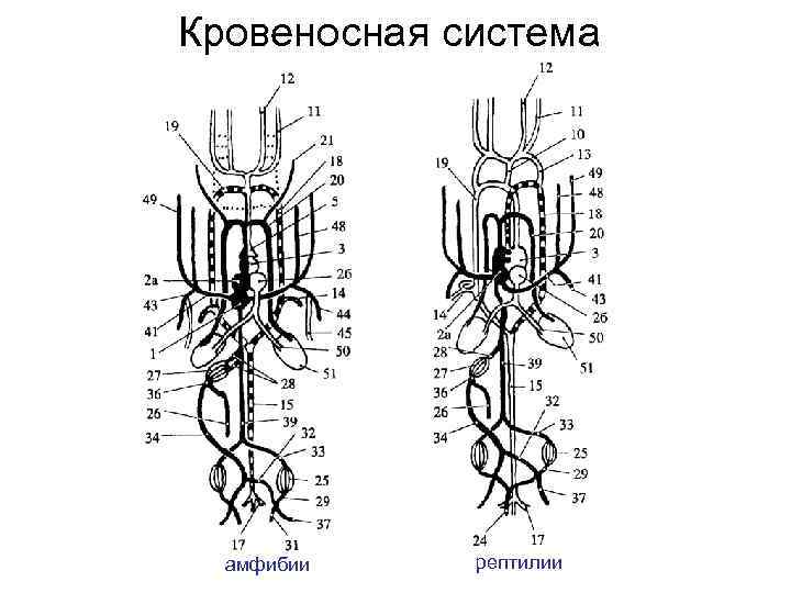 Круги кровообращения земноводных схема