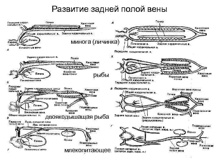  Развитие задней полой вены   минога (личинка)    рыбы двоякодышащая