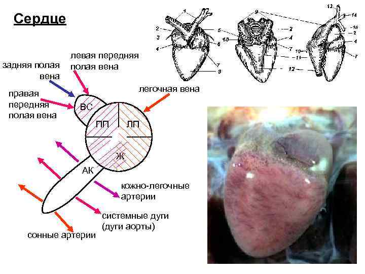  Сердце   левая передняя задняя полая вена     