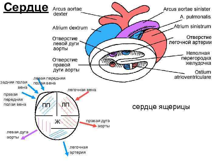  Сердце    левая передняя задняя полая вена    