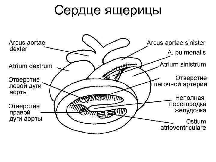 Сердце ящерицы 