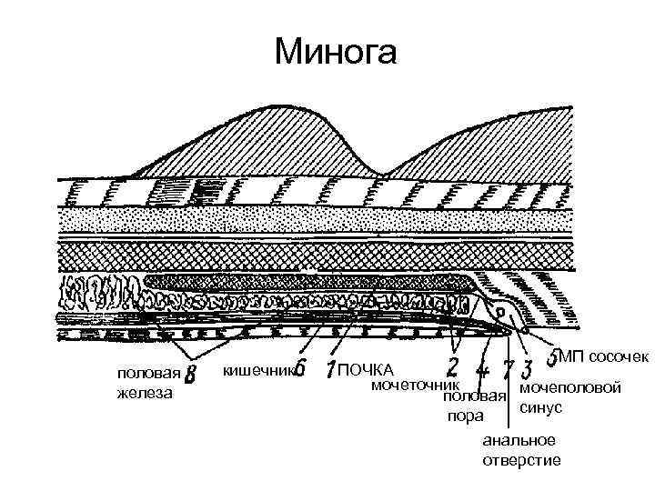     Минога     МП сосочек половая  кишечник