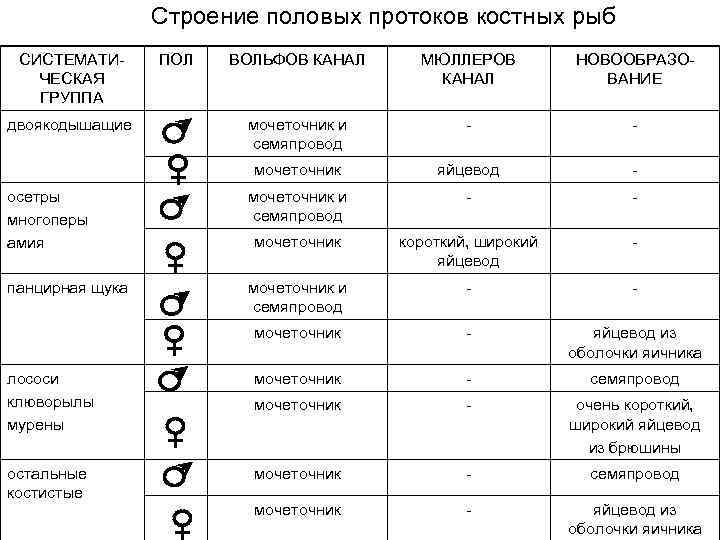    Строение половых протоков костных рыб СИСТЕМАТИ- ПОЛ  ВОЛЬФОВ КАНАЛ МЮЛЛЕРОВ