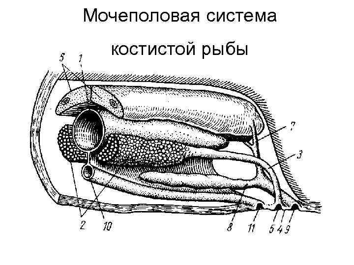 Половая система рыб. Строение половой системы костных рыб. Выделительная система миноги. Мочеполовая система костистых рыб. Схема мочеполовой системы рыб.