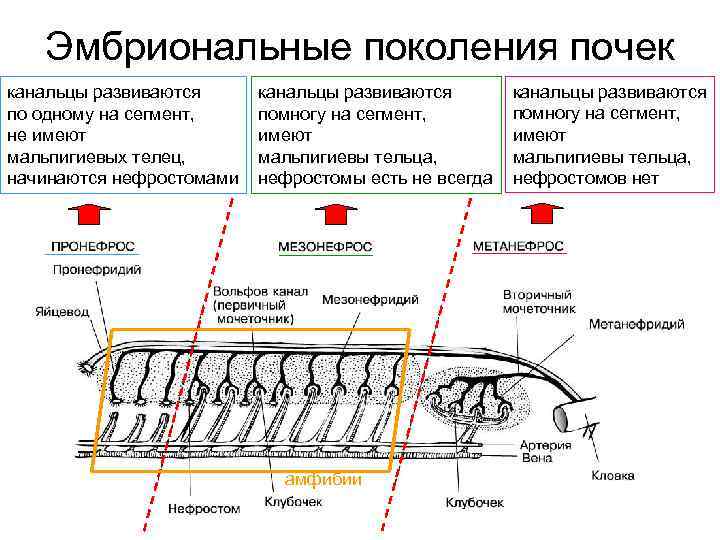   Эмбриональные поколения почек канальцы развиваются по одному на сегмент, помногу на сегмент,