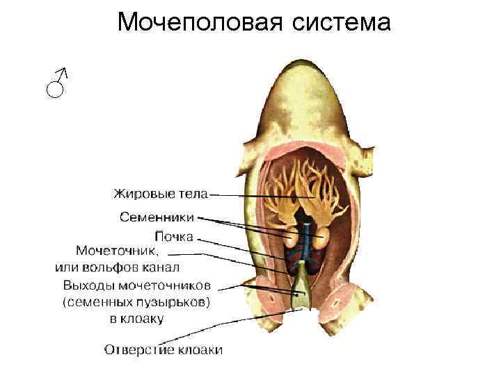 Женская мочеполовая система в картинках