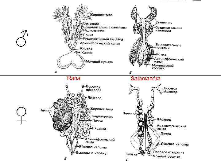 ♂ Rana  Salamandra ♀ 