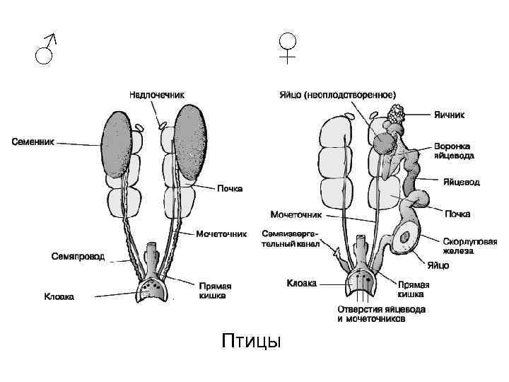 ♂  ♀   Птицы 
