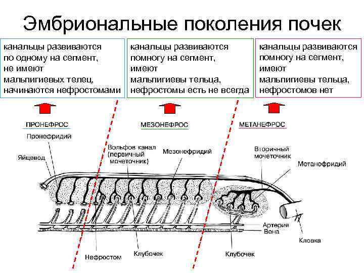   Эмбриональные поколения почек канальцы развиваются по одному на сегмент, помногу на сегмент,