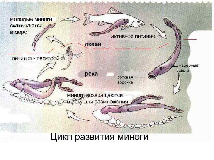 молодые миноги скатываются в море    активное питание    