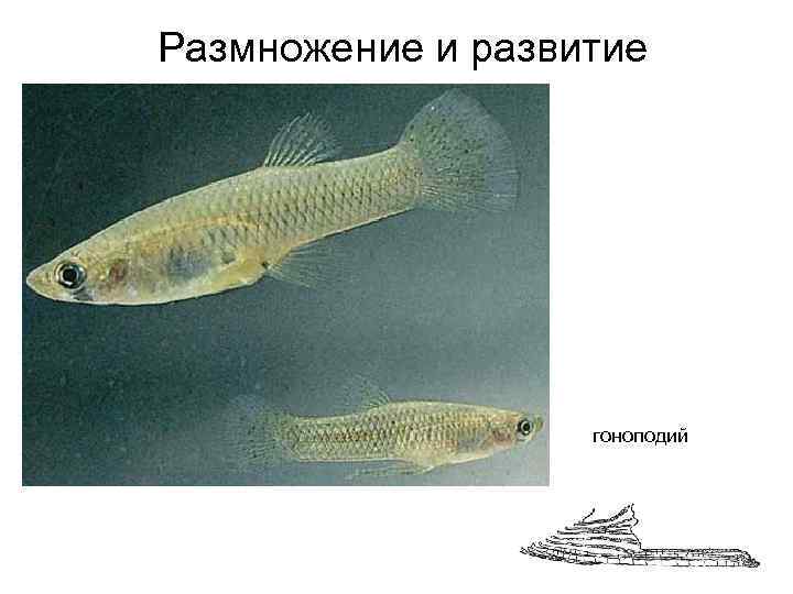 Размножение и развитие    гоноподий 