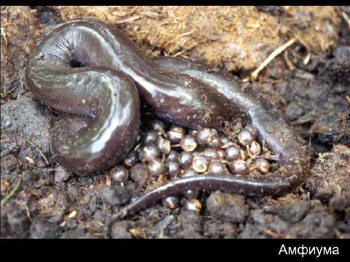 Амфиума 