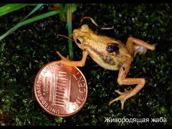 Живородящая жаба 