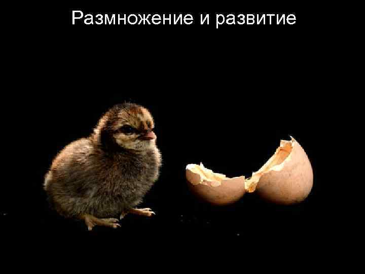 Размножение и развитие 