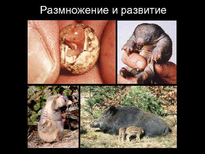 Размножение и развитие 