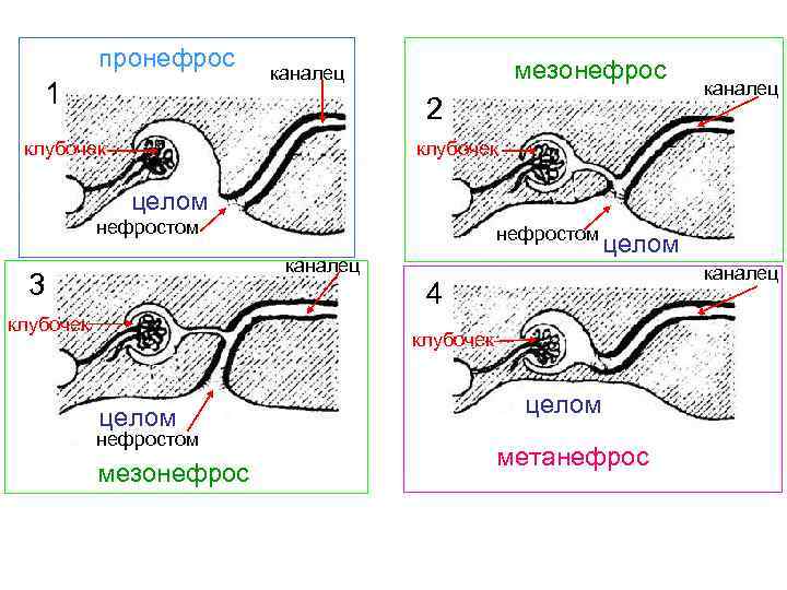 Определите общее количество мезонефросов у модельных животных. Предпочка пронефрос. Мезонефрос и метанефрос. Метанефрогенная бластема. Выделительная система мезонефрос.