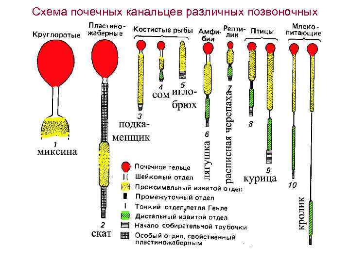 Схема почечных канальцев различных позвоночных 