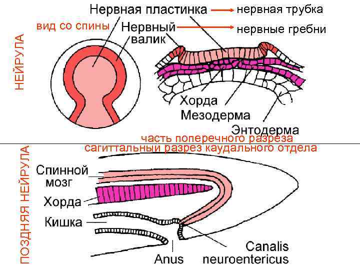      нервная трубка НЕЙРУЛА   вид со спины 